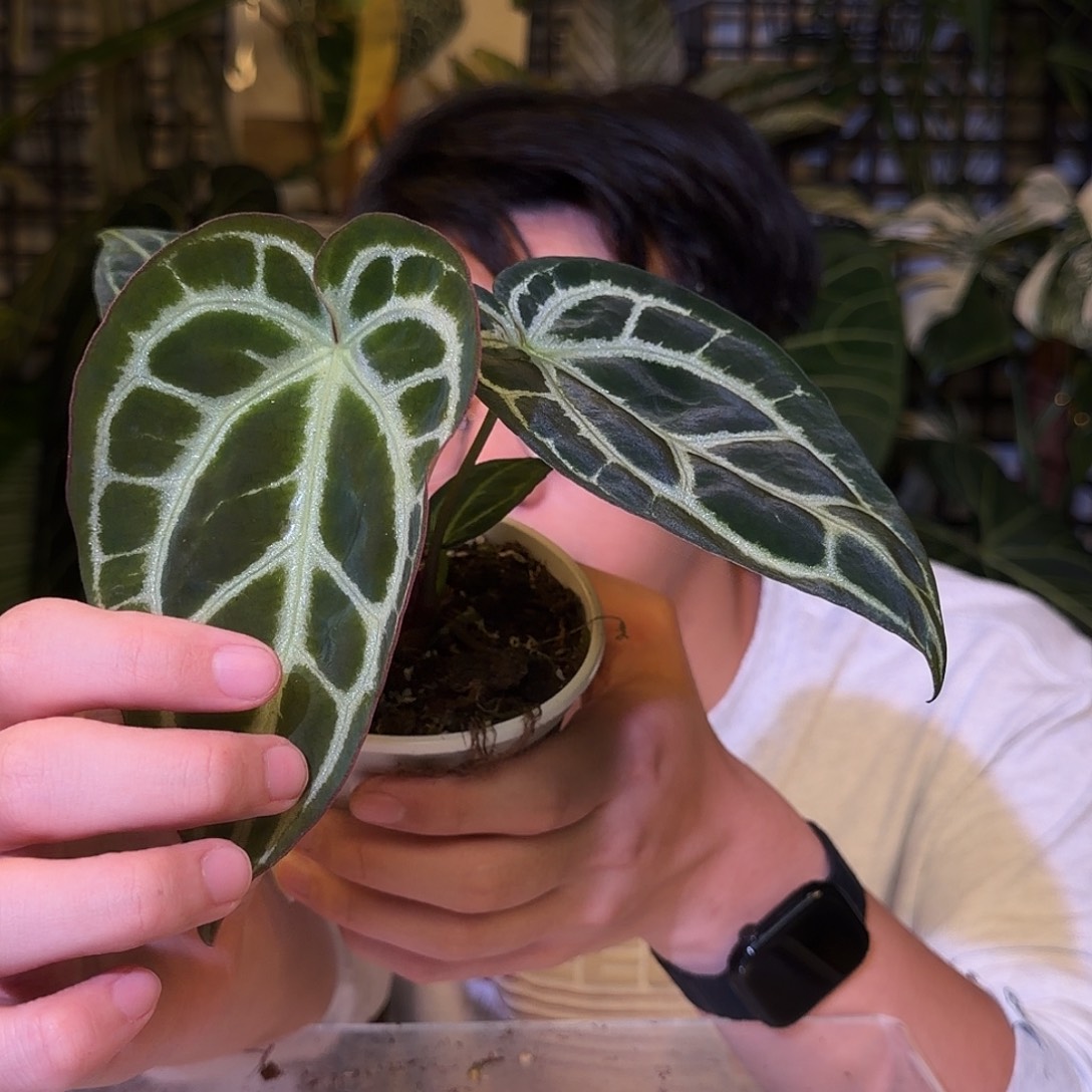 完全开放I132 小钻石杂华丽