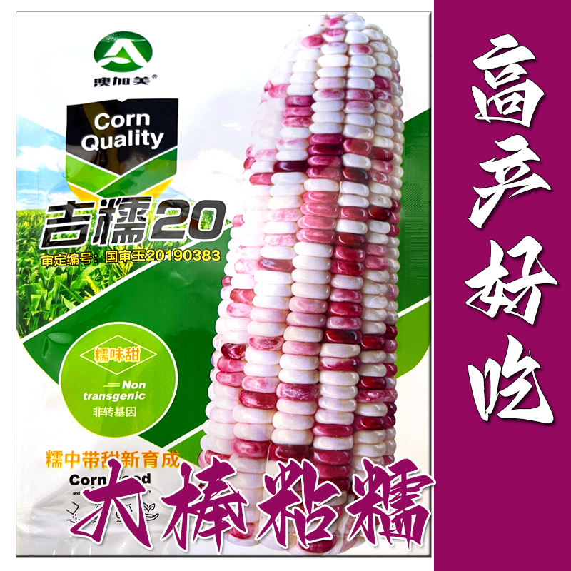 超甜彩甜糯玉米种子 美玉糯16号彩糯玉米种子  好吃易种 大田种植