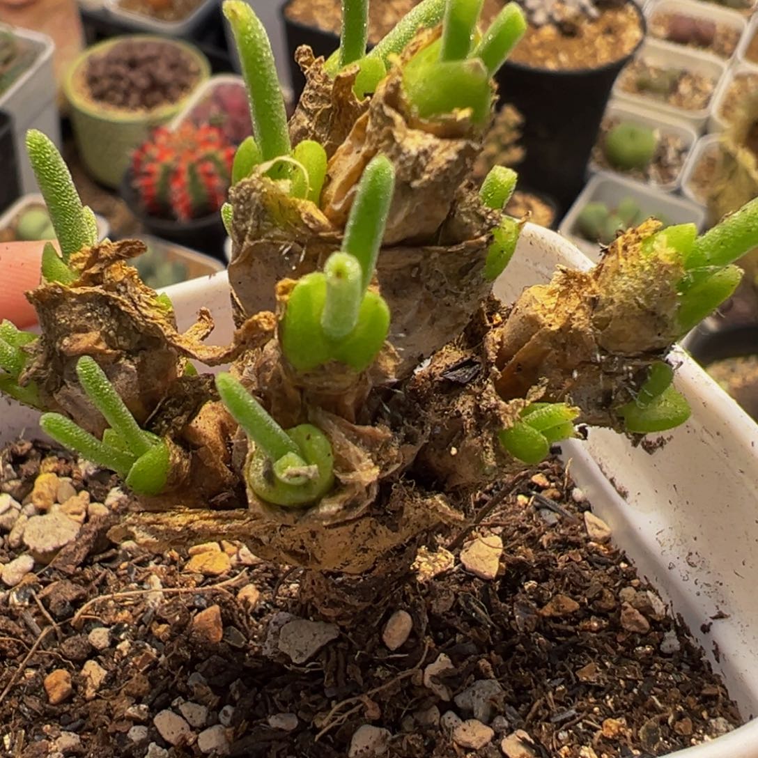 752多肉植物种类多样