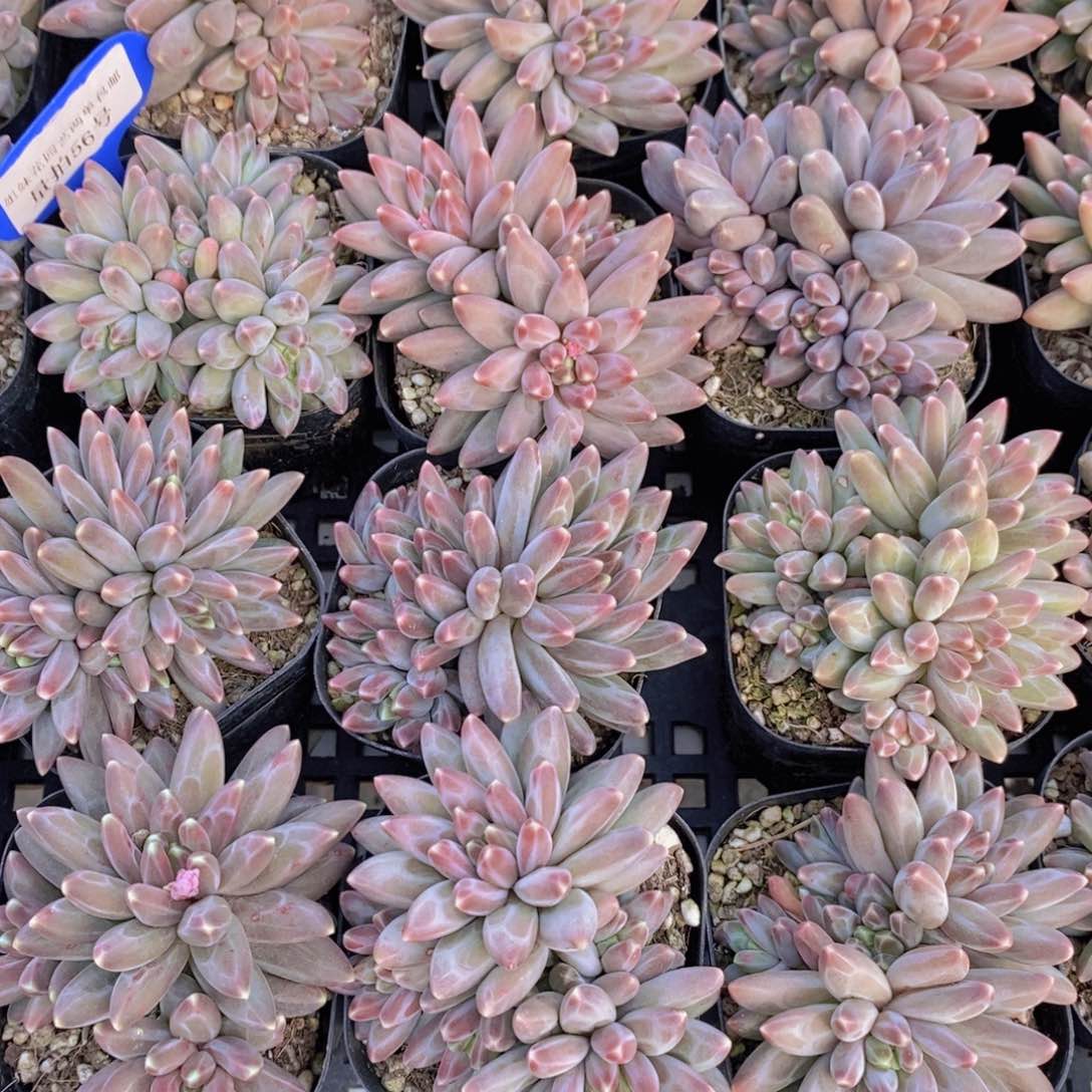 量拍56号 精品伊卡鲁斯多头一个