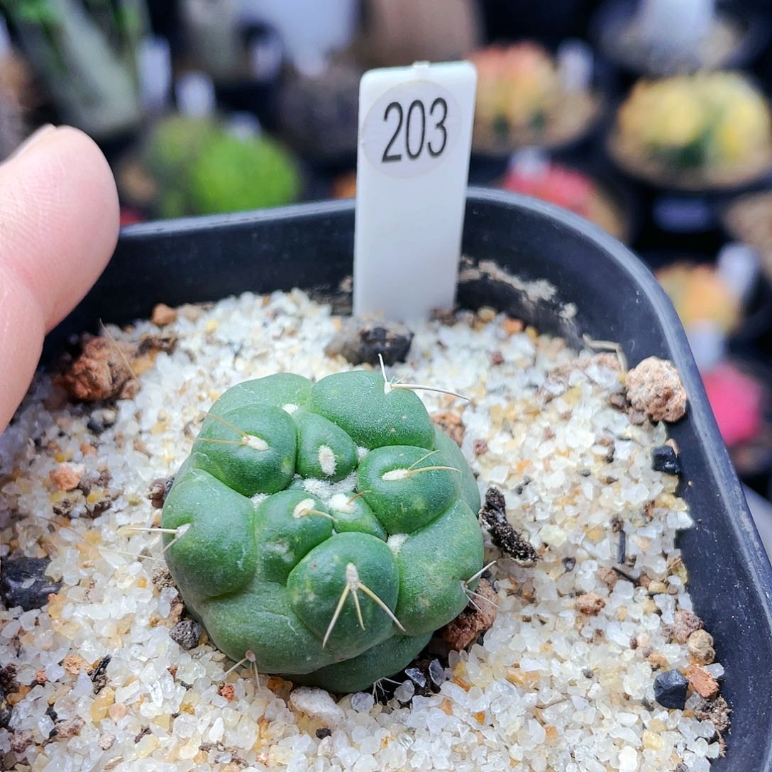 非偏远地区满25包邮发货仙人球