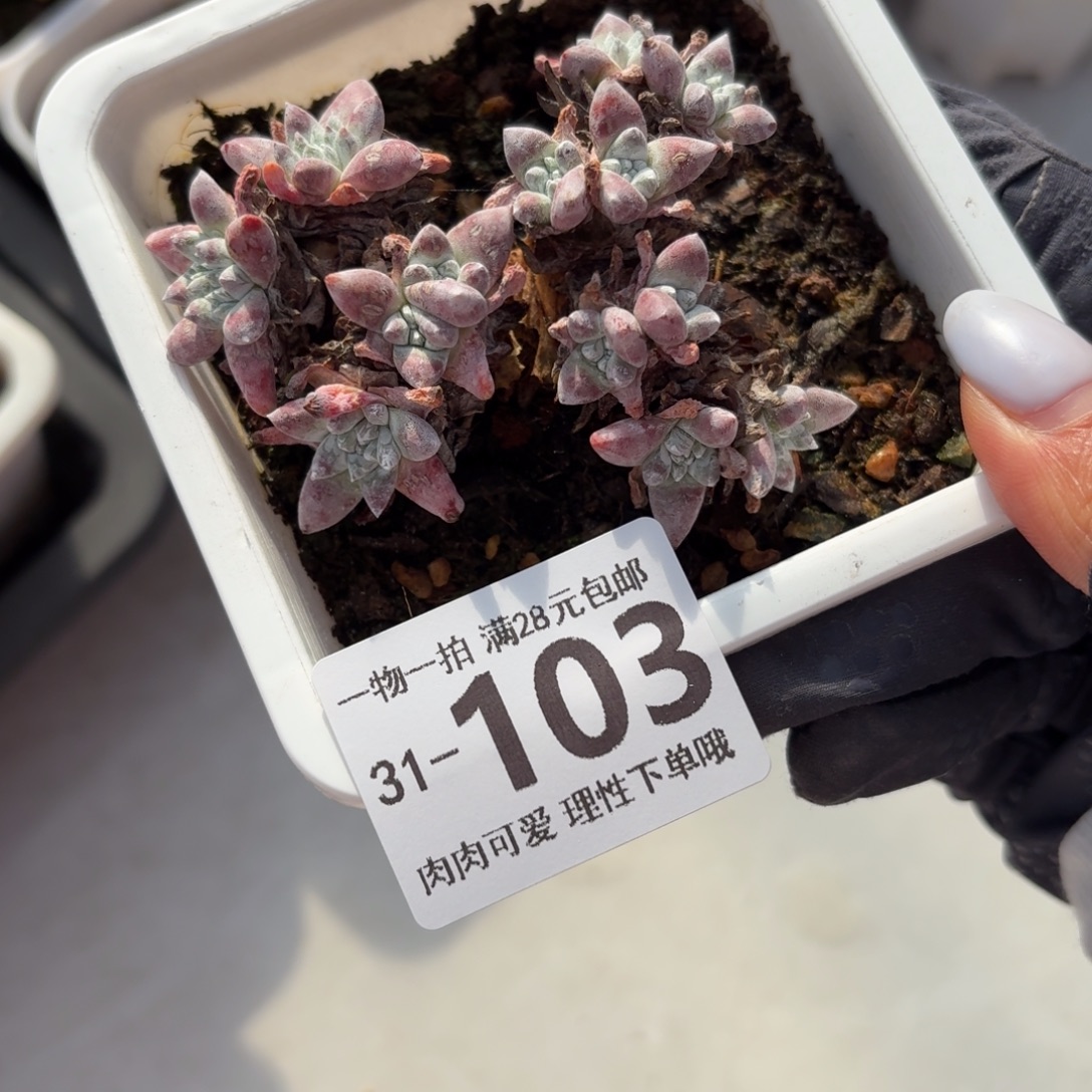 白菊无盆土发货无