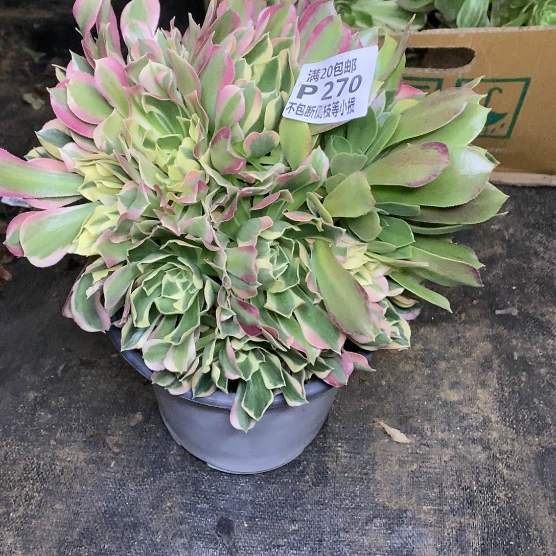 270白凤多肉有砍阴阳