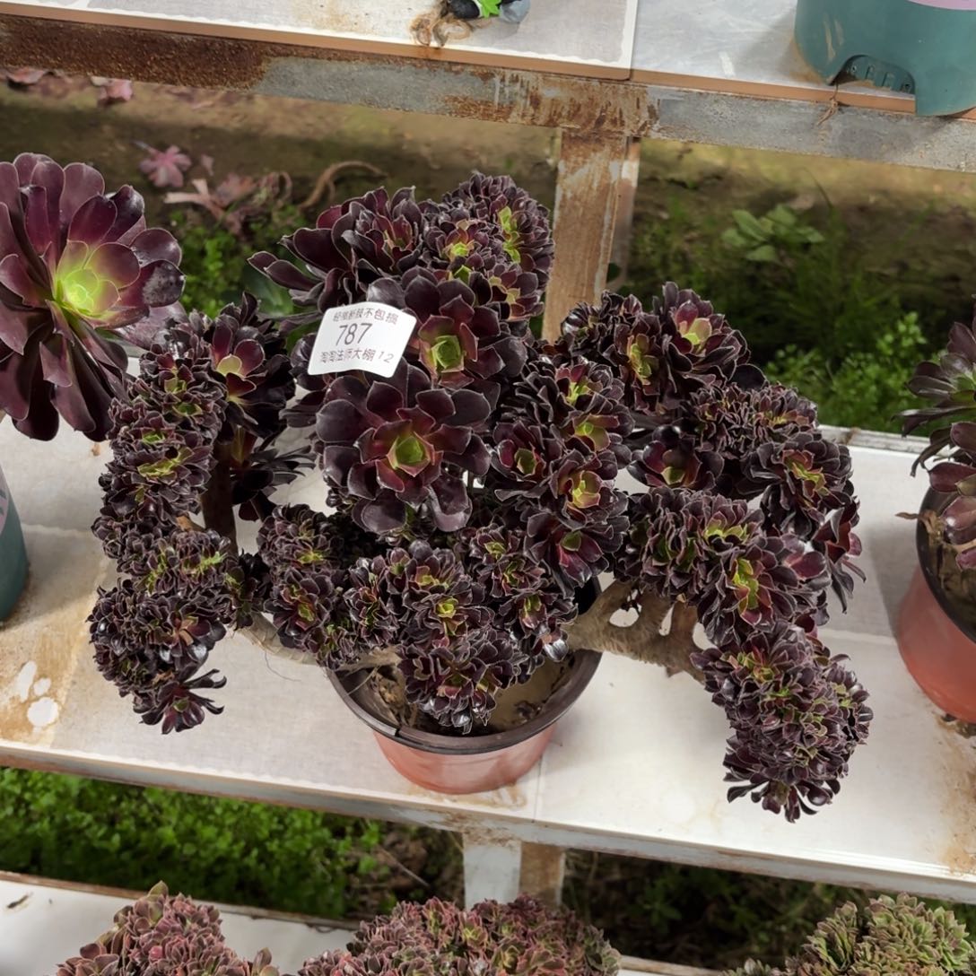 787欧紫缀化多肉植物
