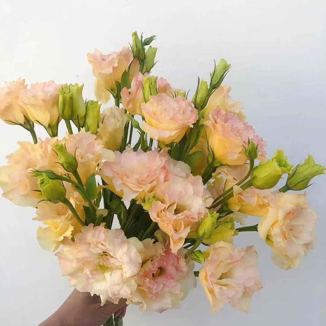 香槟色洋桔梗 收到先醒花拍1单包邮