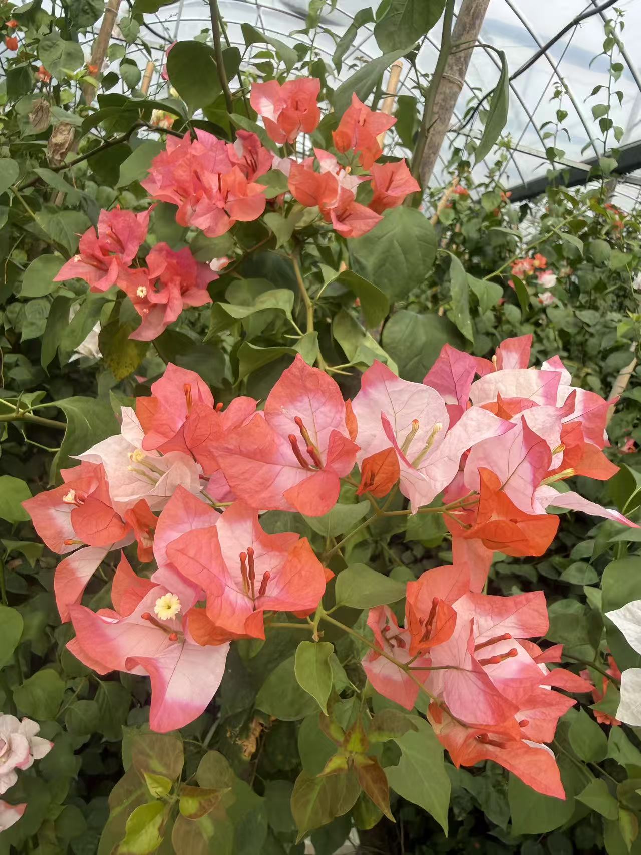 橙口红 (不带花)