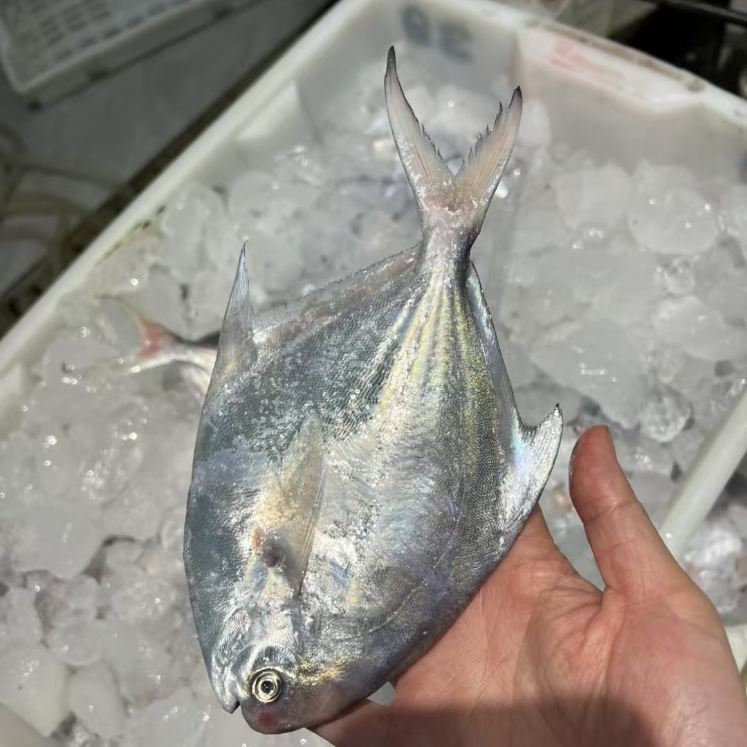 东海舟山渔场野生银鲳鱼一斤四条 3斤装   顺丰包邮  鲜冻发
