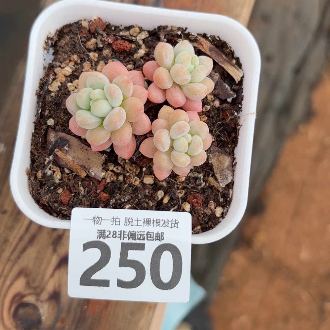 鱼子酱老桩多肉多肉多肉