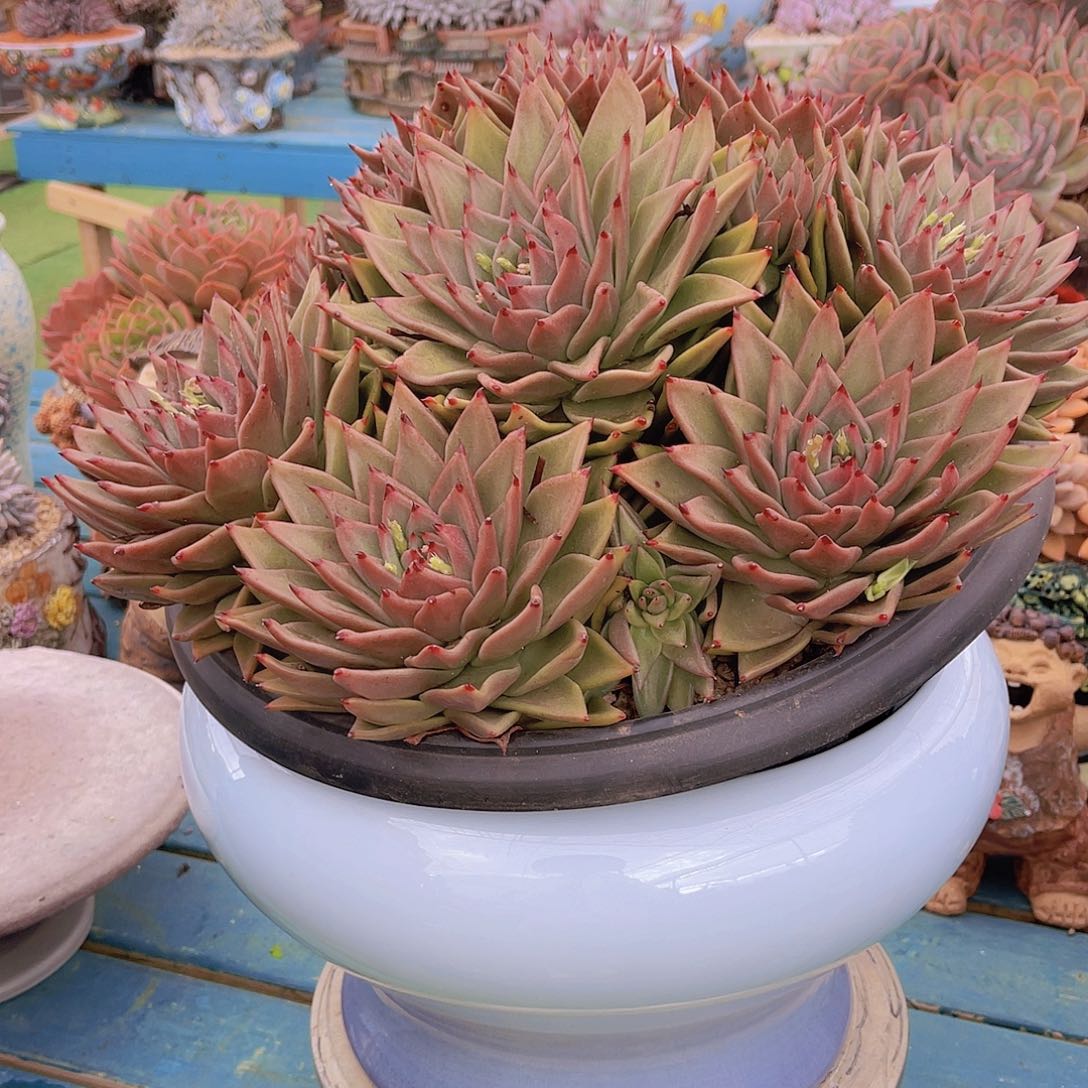 心**埃多肉蒙筘力尘埃姐带盆