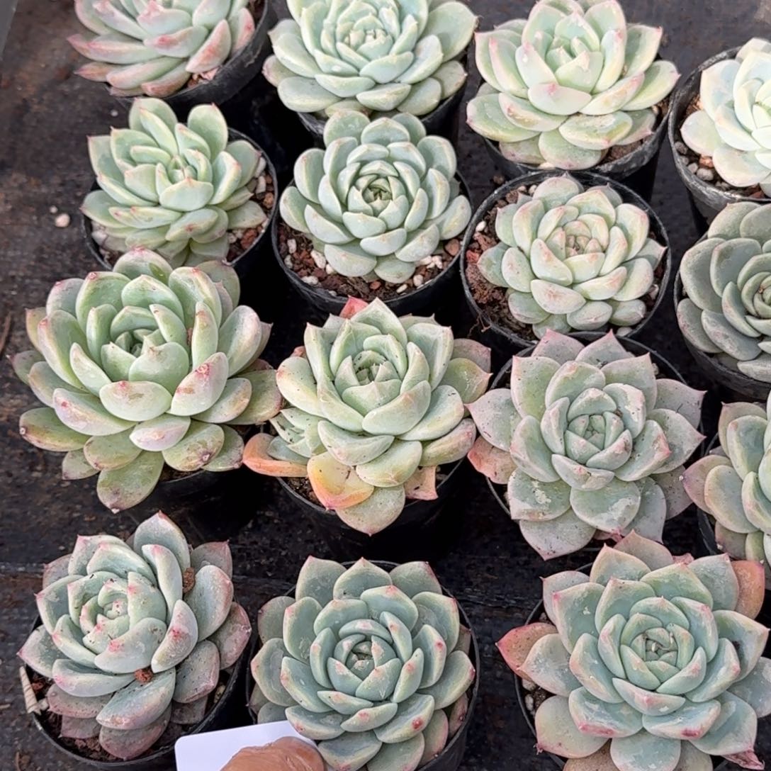 31-39满盆珍妮细叶十五颗量拍发货左五