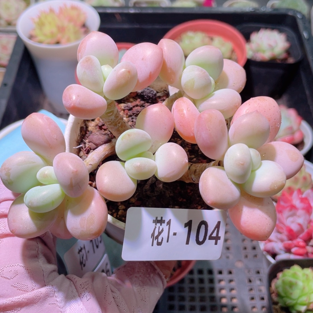 花利美1-104洛神群