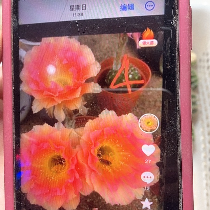 凤羽4号侧芽三公分彩草