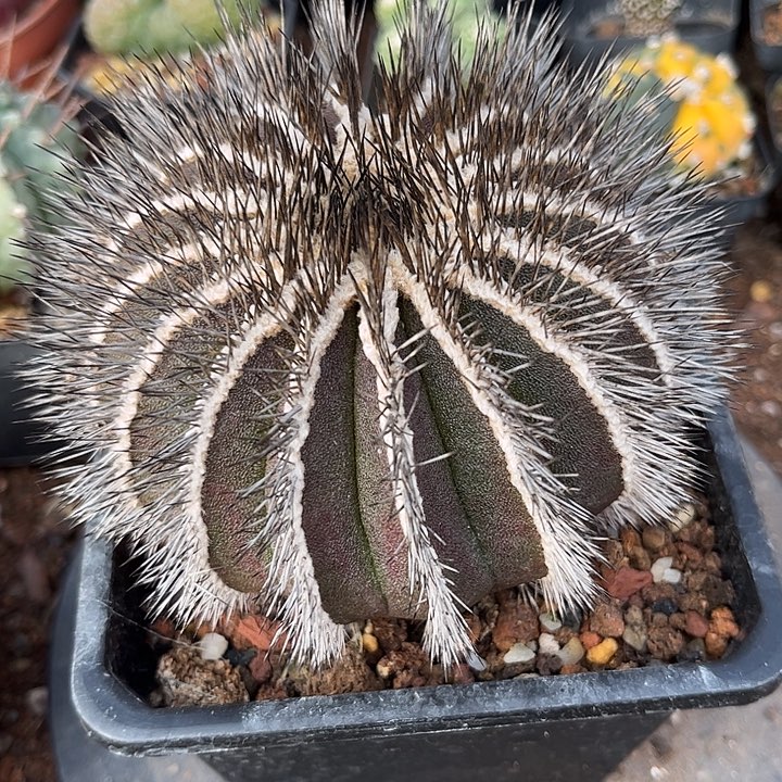 尤伯球一个一一一一一一一一一