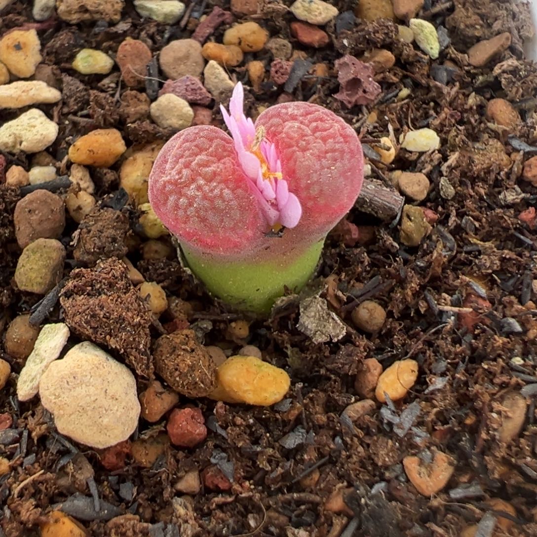 薇***琳专拍专拍 肉锥植物