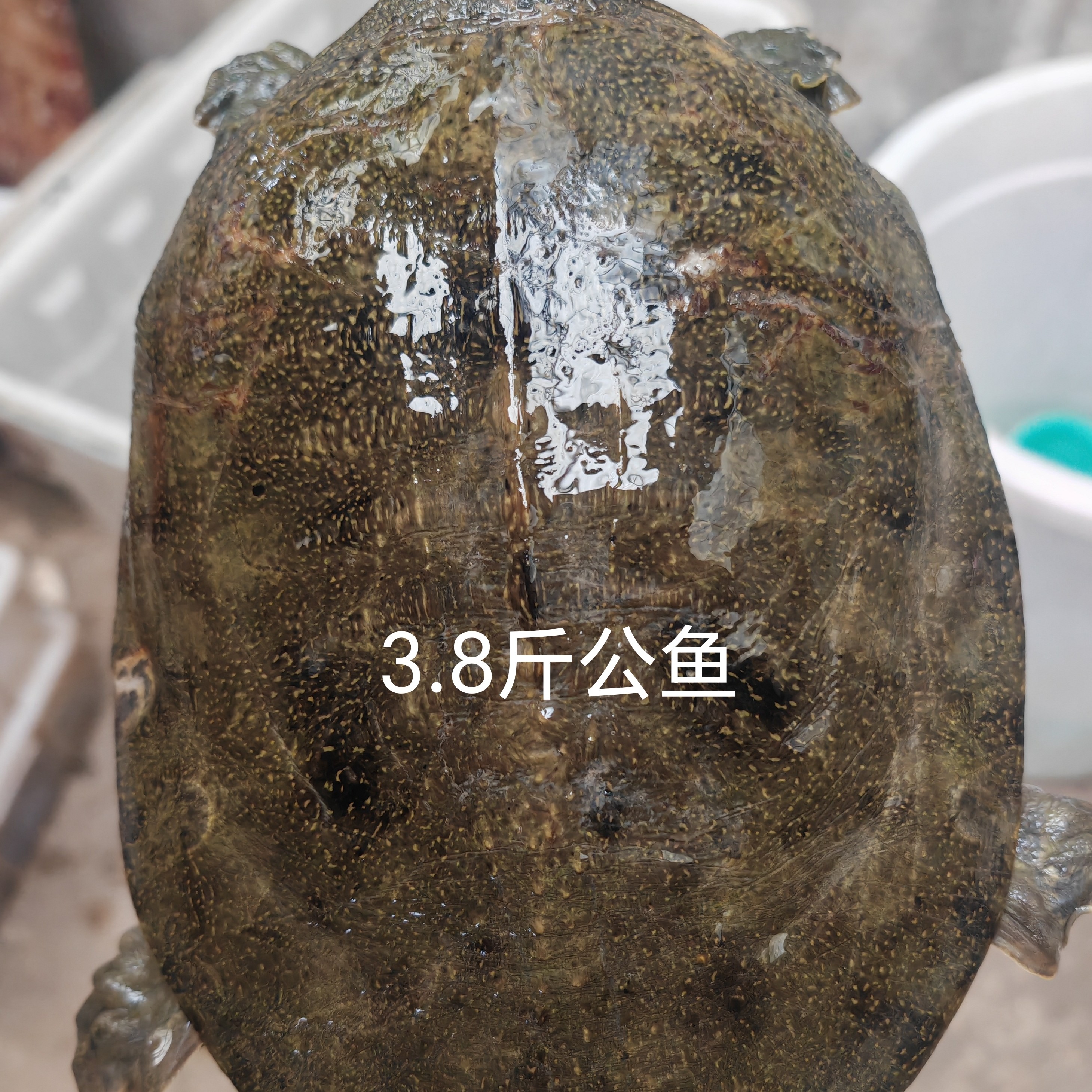 洪湖小强 自然生长甲鱼