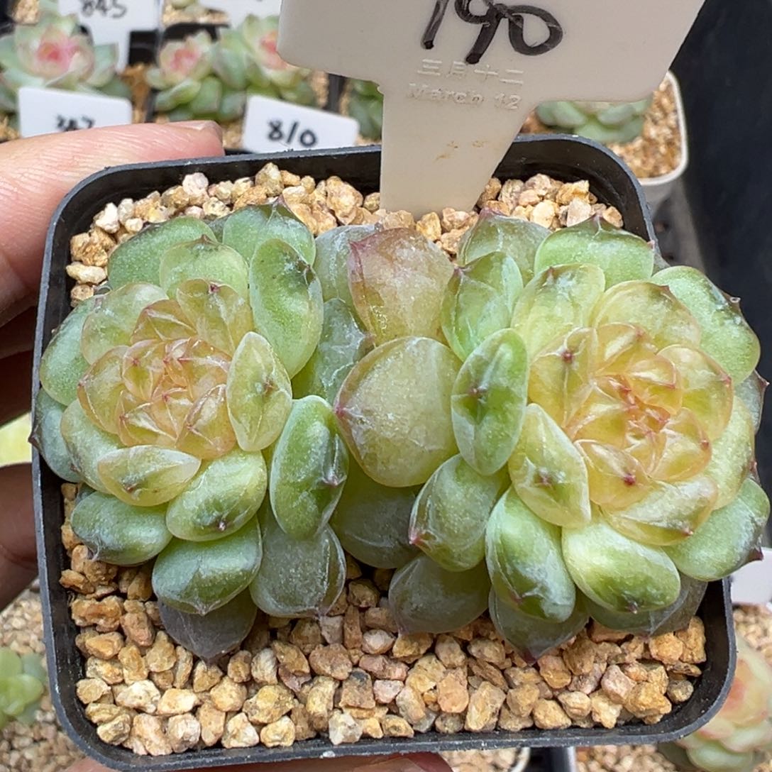 190号风花雪月系列流萤