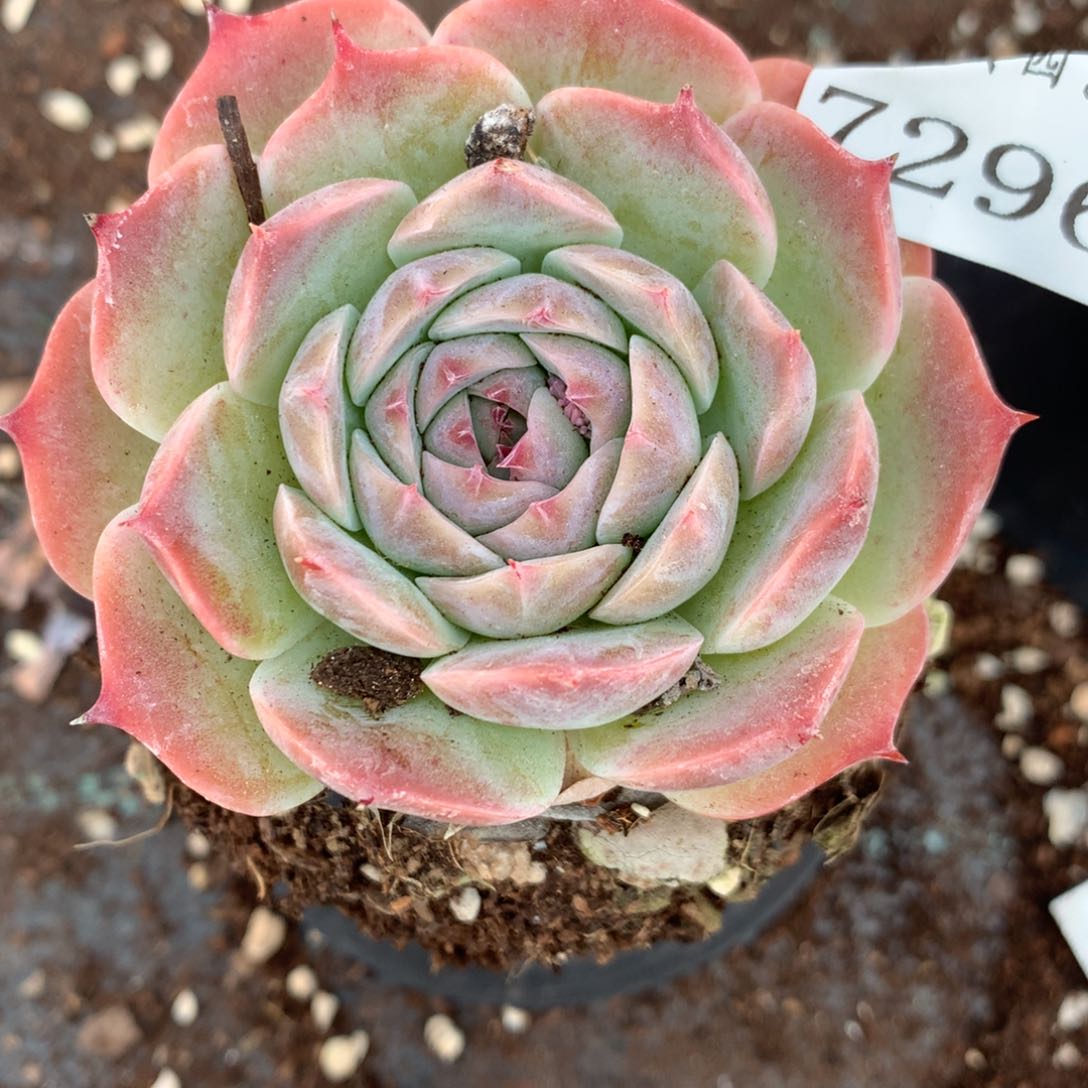 7296杂交多肉老桩