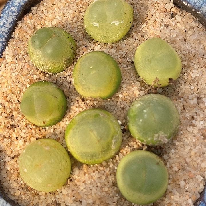 8517四年份拉登一颗       