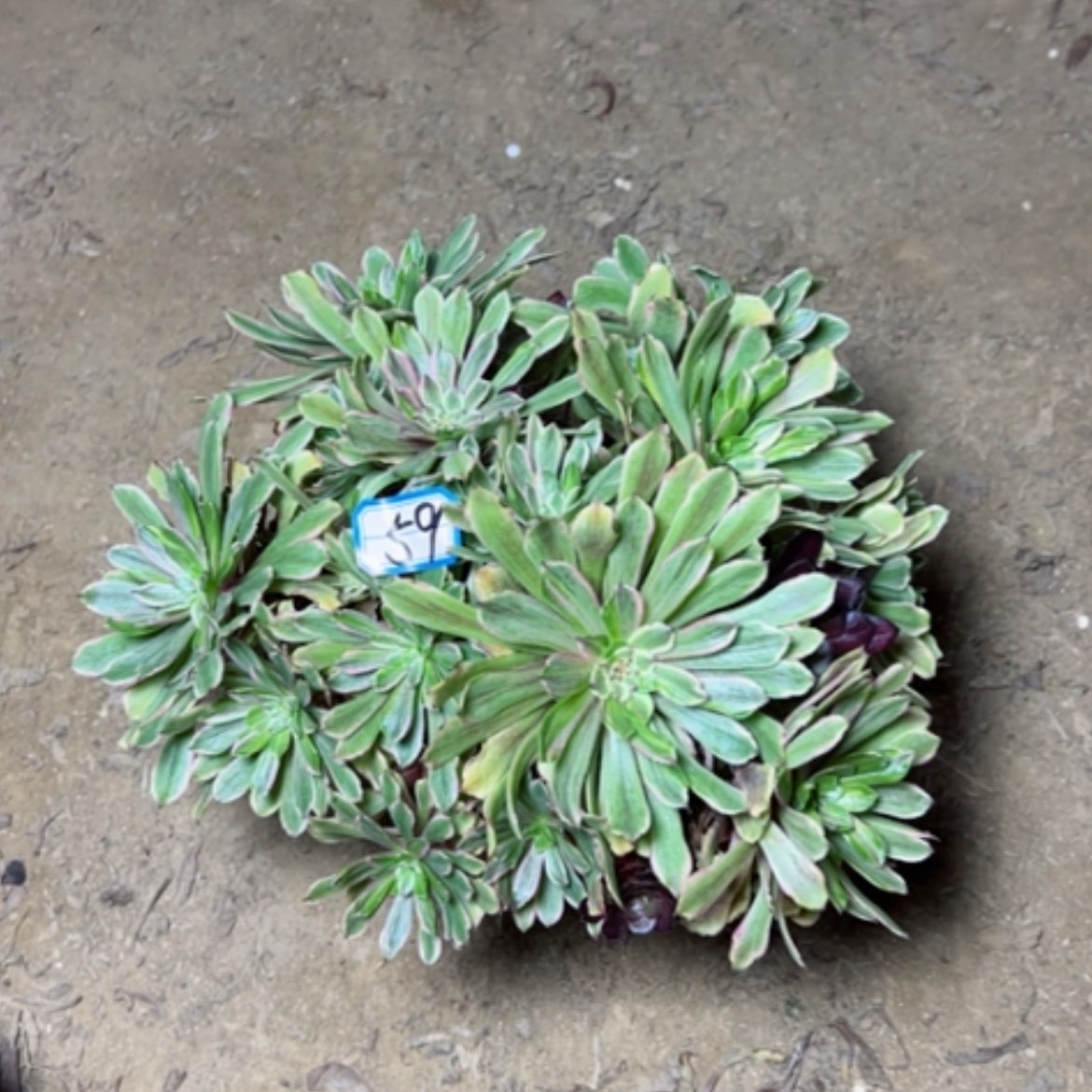 【闪购商品】多肉植物花脸59