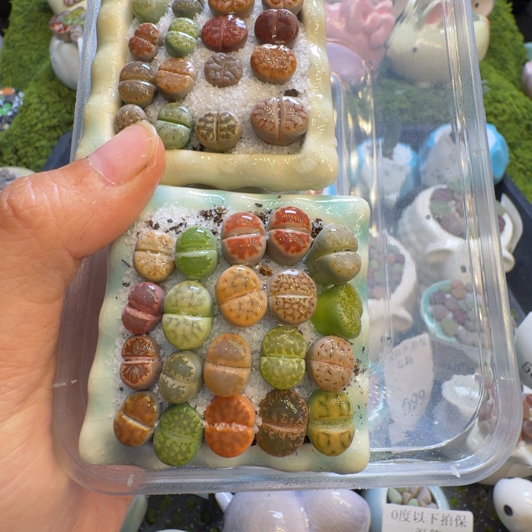 啊***贤多肉植物福利冲528