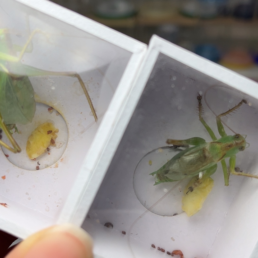 蚂蚁工坊扎嘴。        