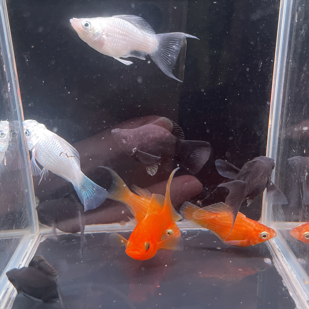 高鳍燕尾玛丽球（当天取件开箱视频包损）