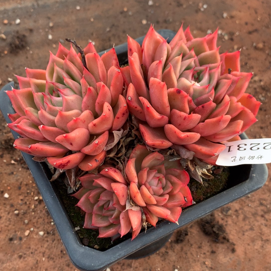 2231新年快乐发发发