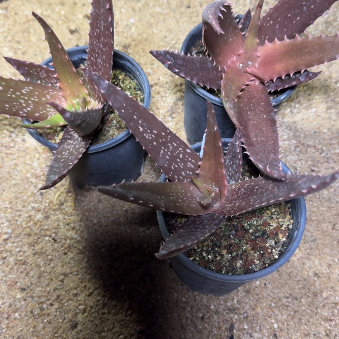 原生芦荟多肉植物1个量拍