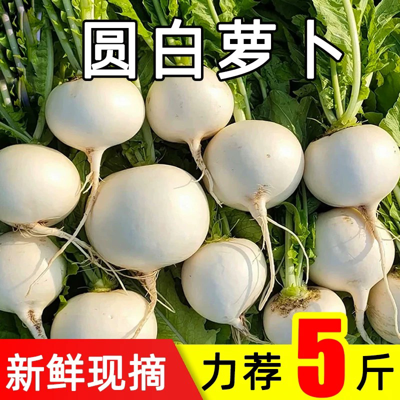 农家自种白萝卜 清甜脆嫩现挖现发