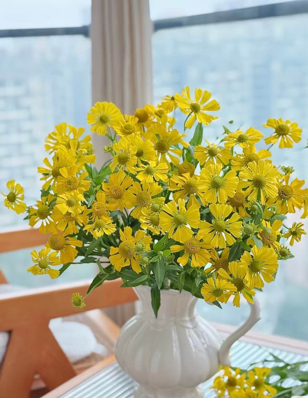 【油画小菊】云南鲜花 花期超长 顺丰包邮