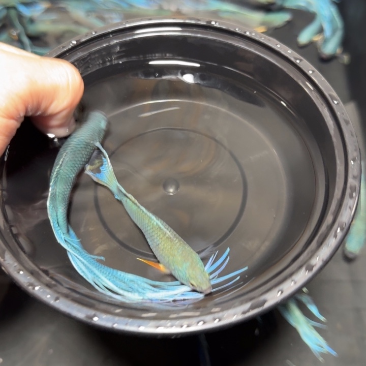 斗鱼直播间对图无纹蓝6