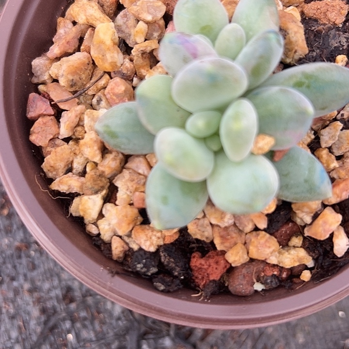 X系列美人特价一物一拍