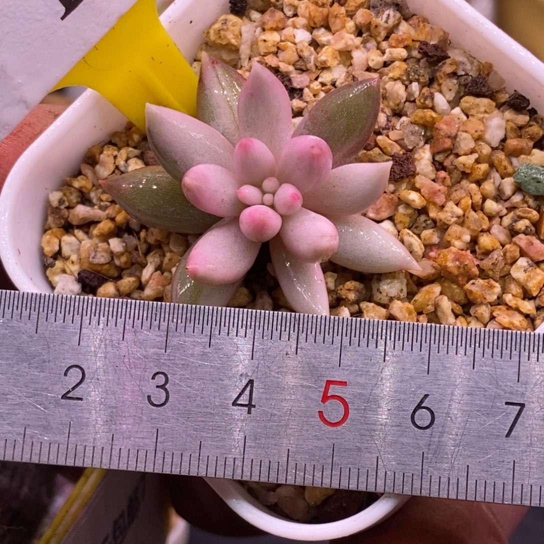 7137完美白富轮，所罗门