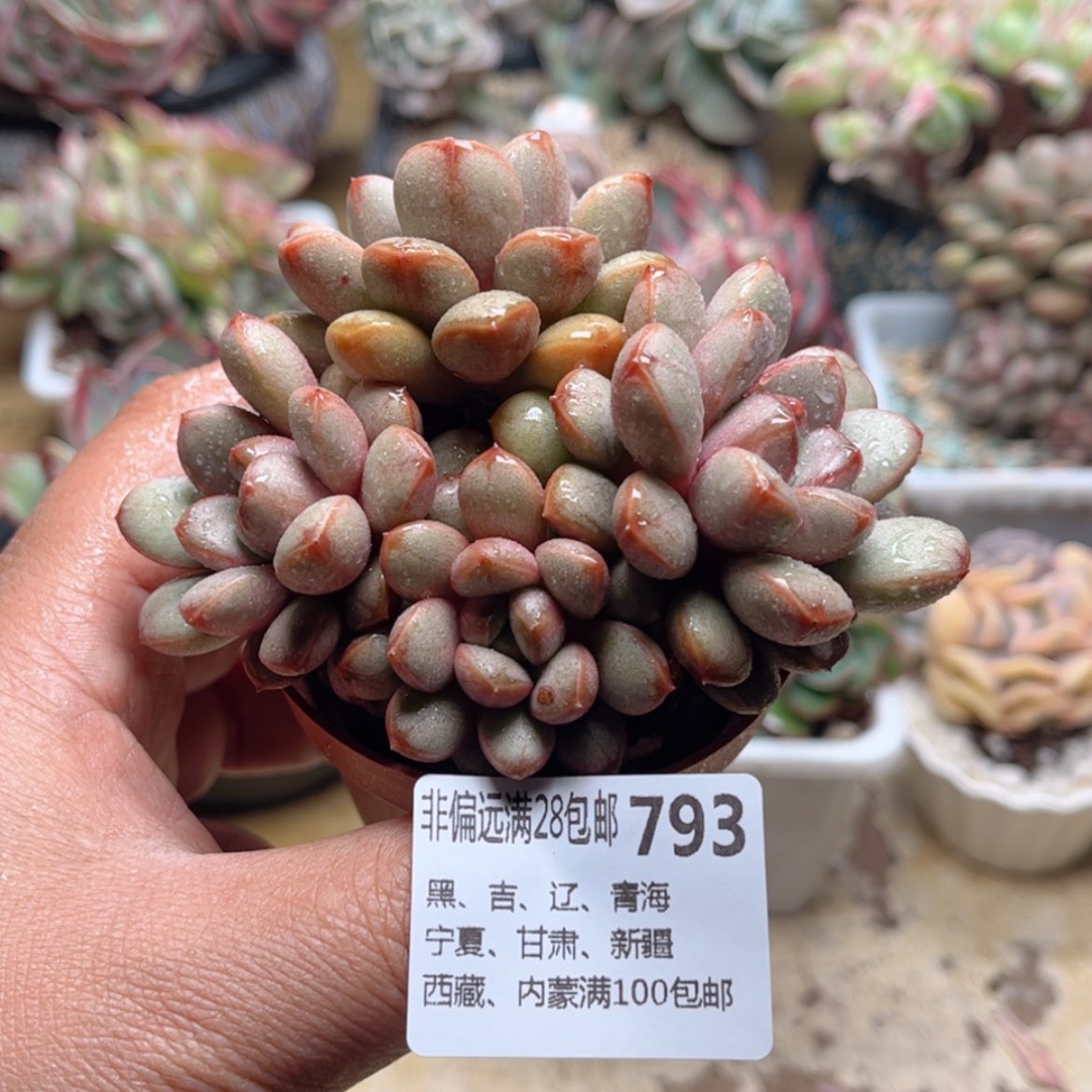 【闪购商品】793葡萄