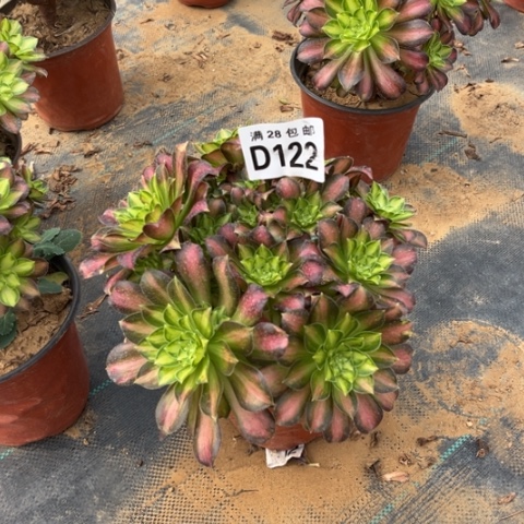 122韶华老桩不包断枝
