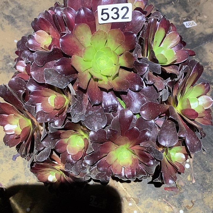 多肉植物法师532欧紫