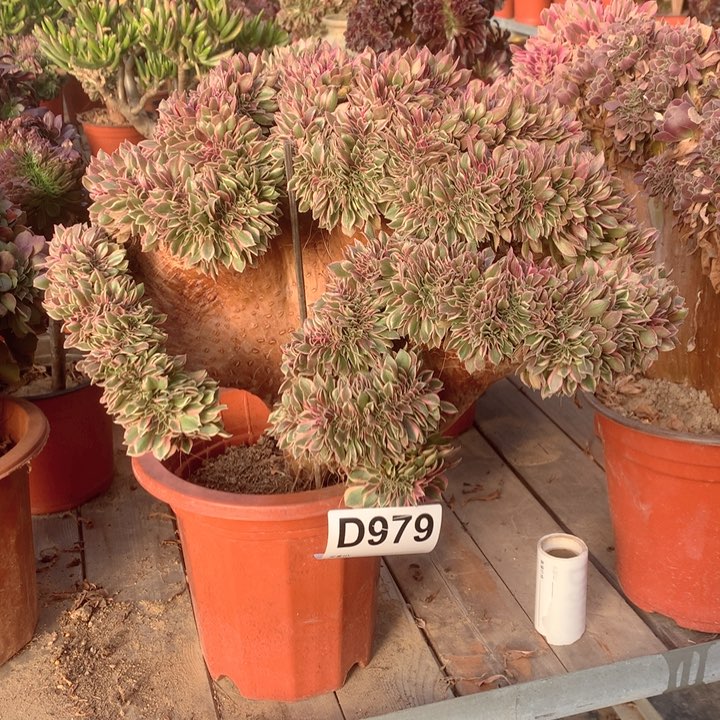 979女神缀多肉法师