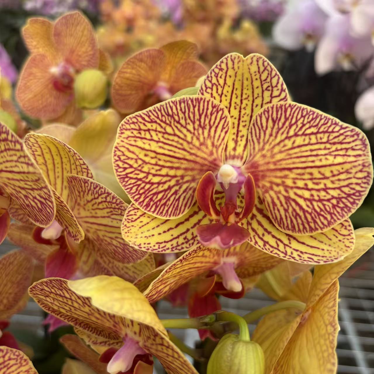 花之恋【黄金甲】蝴蝶兰鲜花