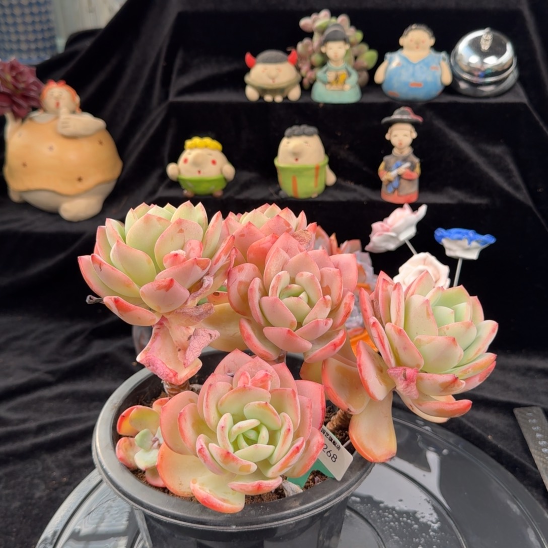 从前慢花园多肉编号1122-268