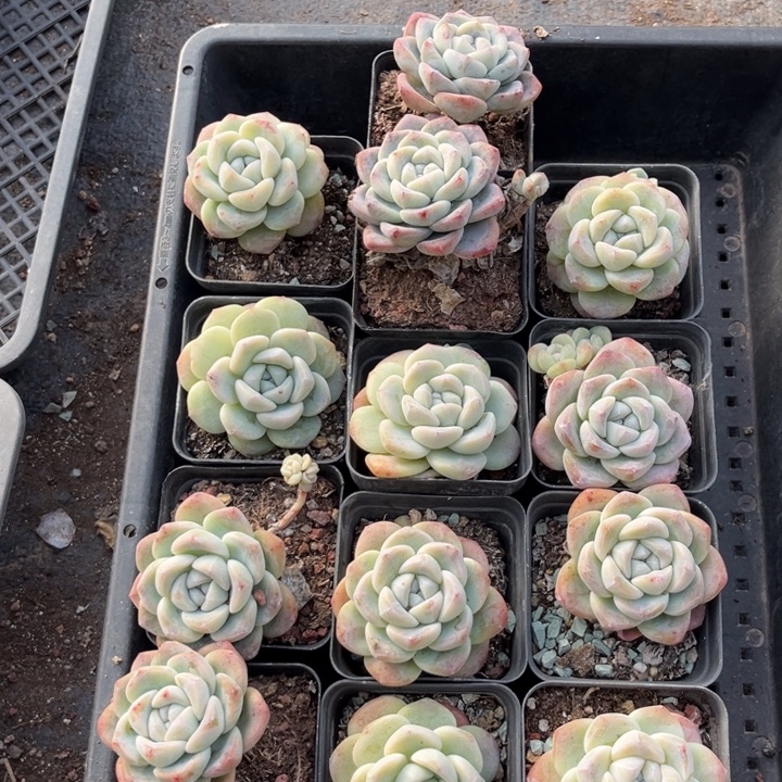 冰玉多肉七方盆一组冠幅5.5-6厘米13个3号