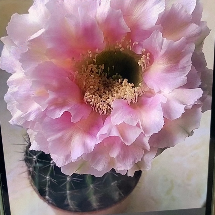 彩草云婉群3个头14公分左右