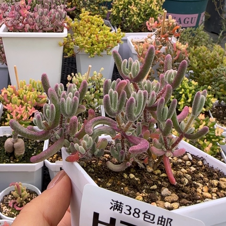 爱***生789-超紫植物枝干