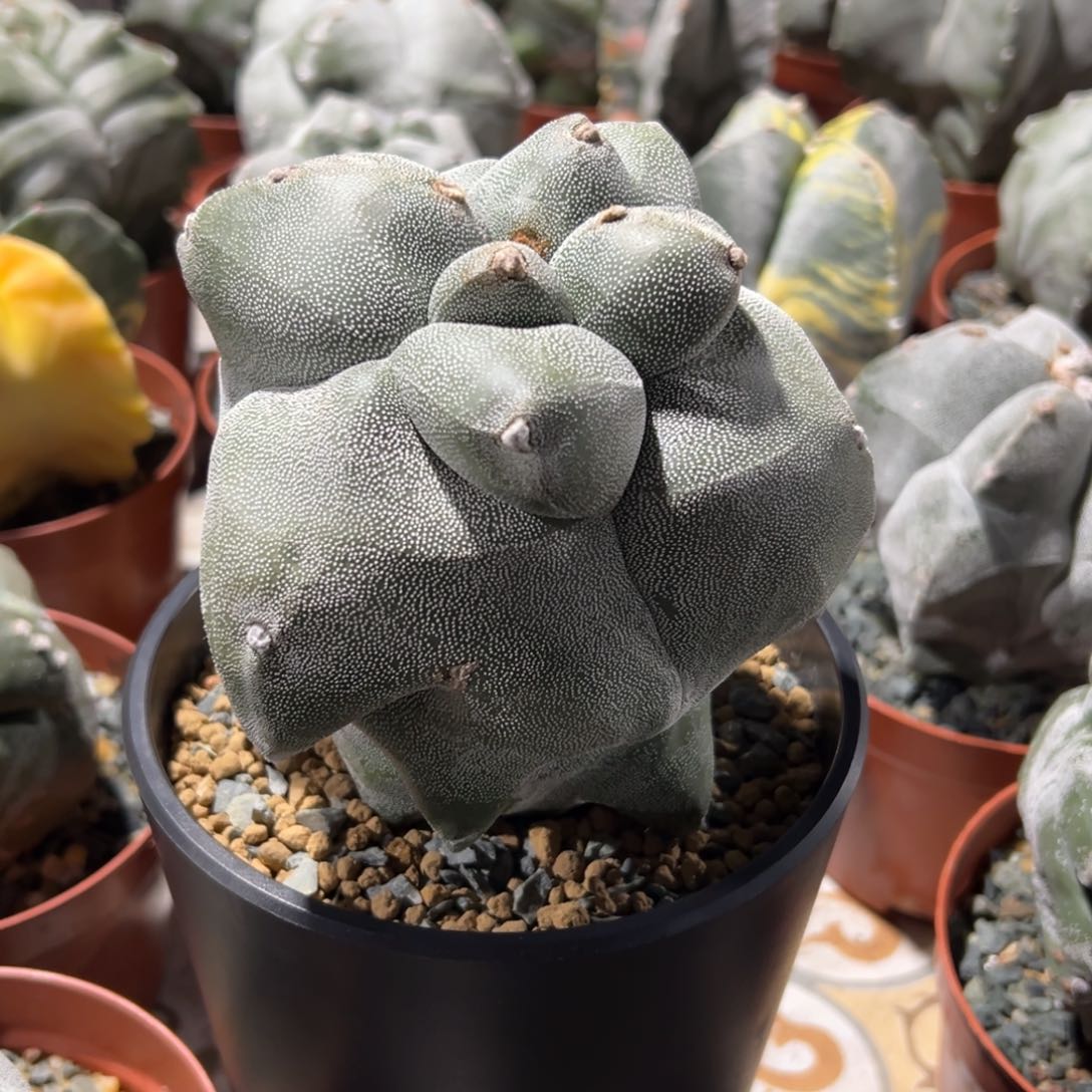 角尤麒麟www Wwwwwwwwwww w