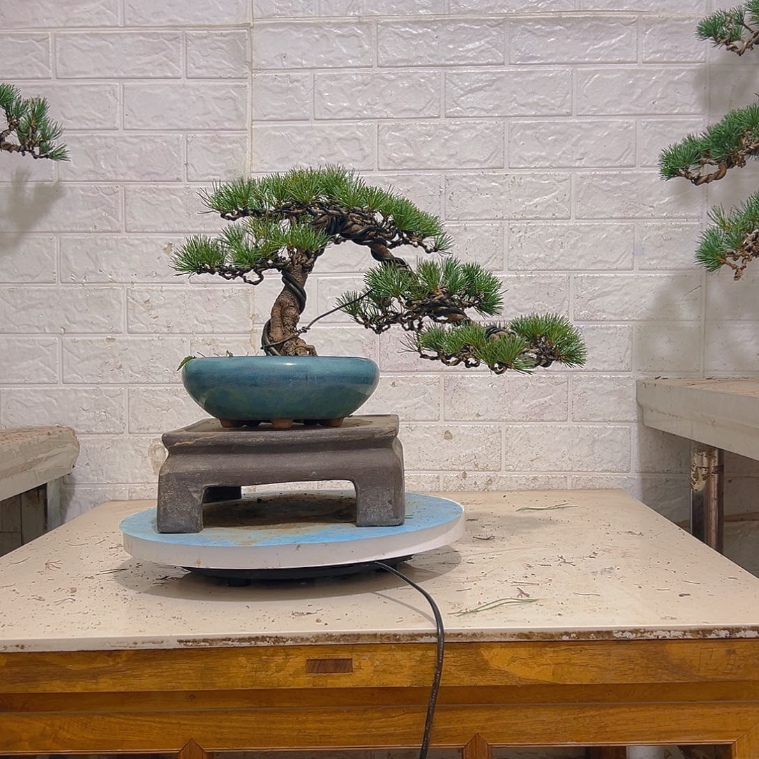 无花朵老桩五针松老桩