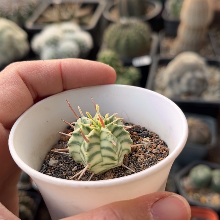 斑马锦一物一拍自根