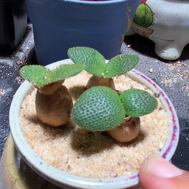 大型毛台一颗          