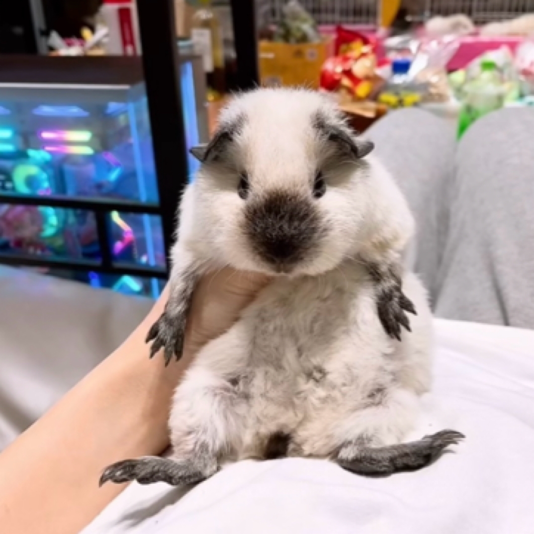 白泰加妹妹荷兰猪豚鼠活体