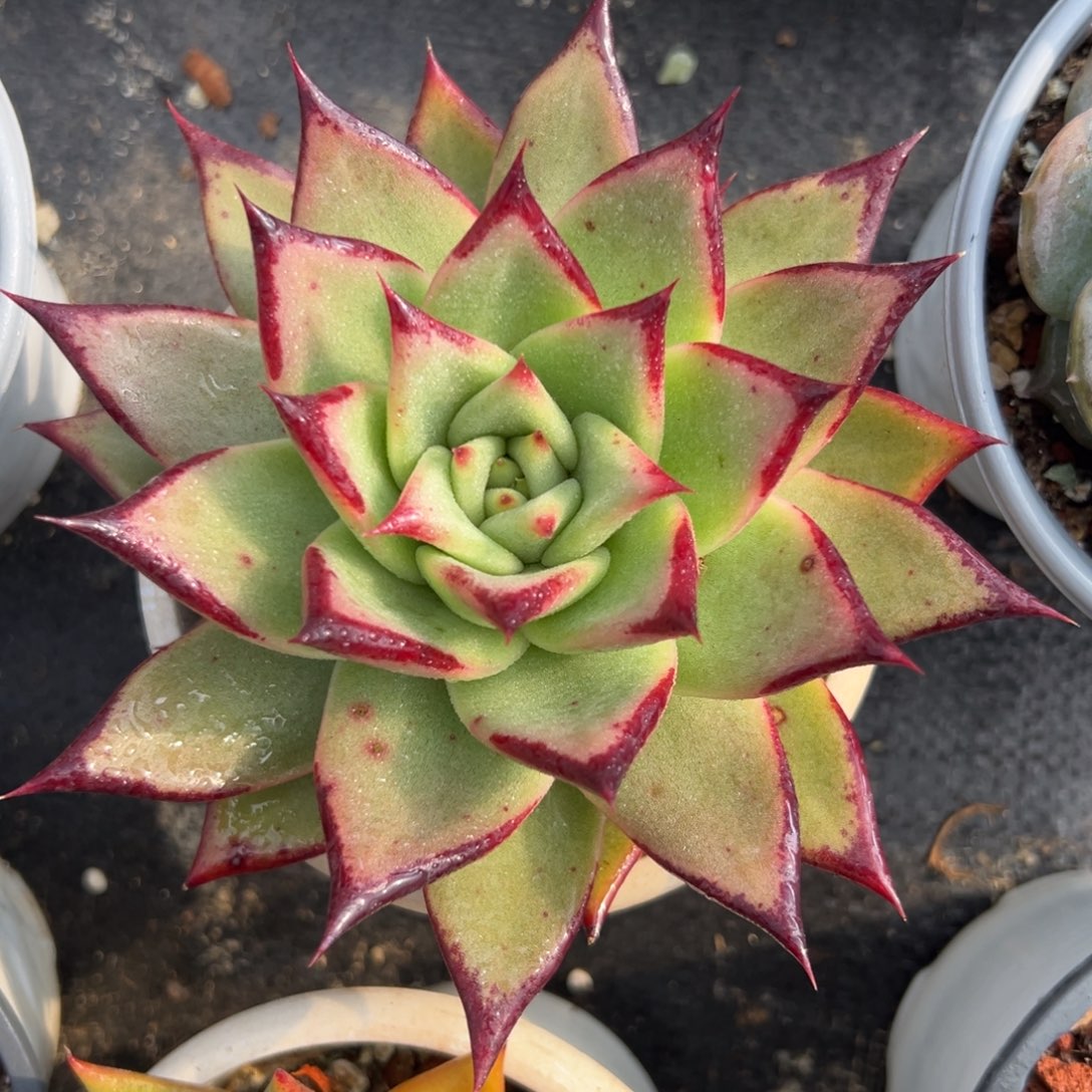 多肉植物一物一拍（6号）