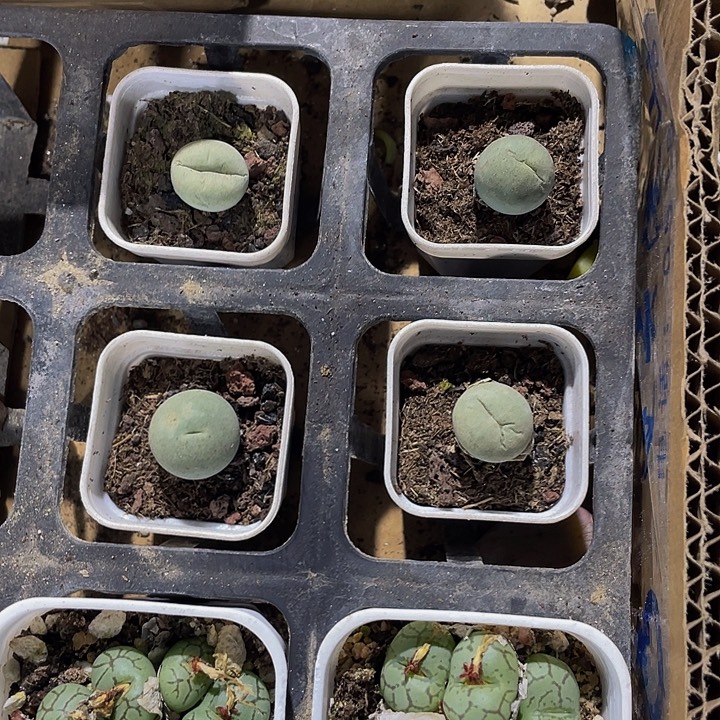 鸽子蛋带盆土发货