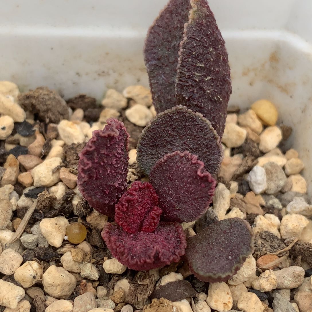 火凤凰多肉植物水泡